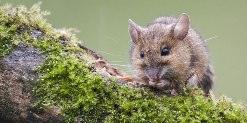 Bosmuis Natuurtuin Desloovere_Bernard Dekimpe