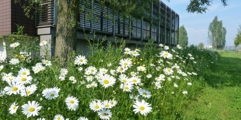 Biodiversiteit op bedrijventerreinen_Yann Feryn